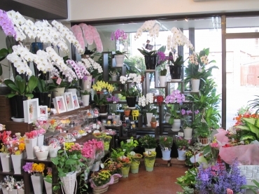 「みとま花園」　（福岡県糸島市）の花屋店舗写真4